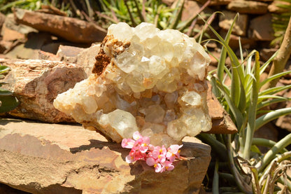 Raw Golden Healer Quartz Cluster XL