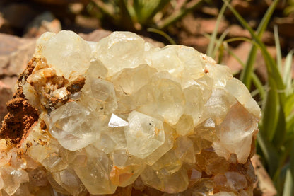 Raw Golden Healer Quartz Cluster XL