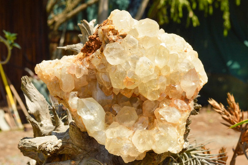 Raw Golden Healer Quartz Cluster XL