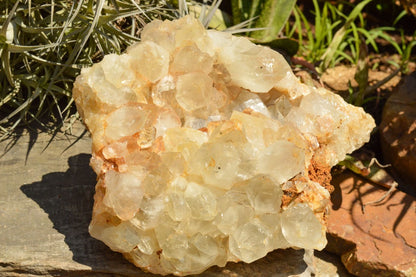 Raw Golden Healer Quartz Cluster XL